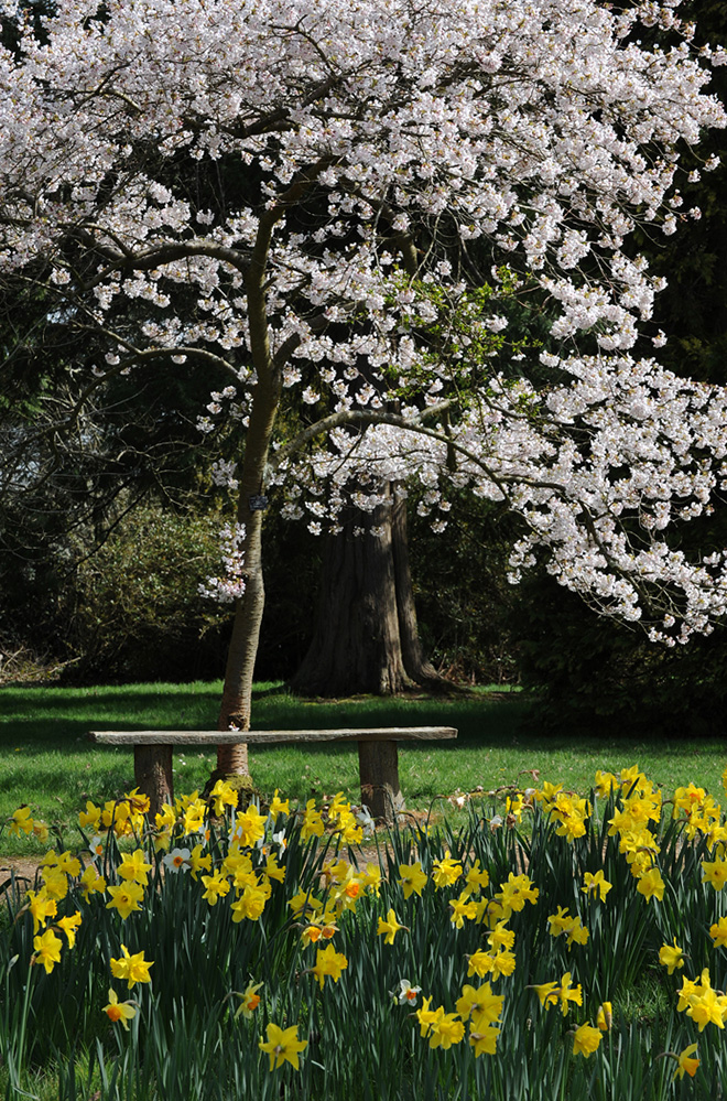 Exbury Gardens New Forest Blossom and Daffodils 3